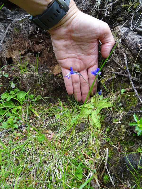 Pinguicula leptoceras  (Lamiales - Lentibulariaceae)